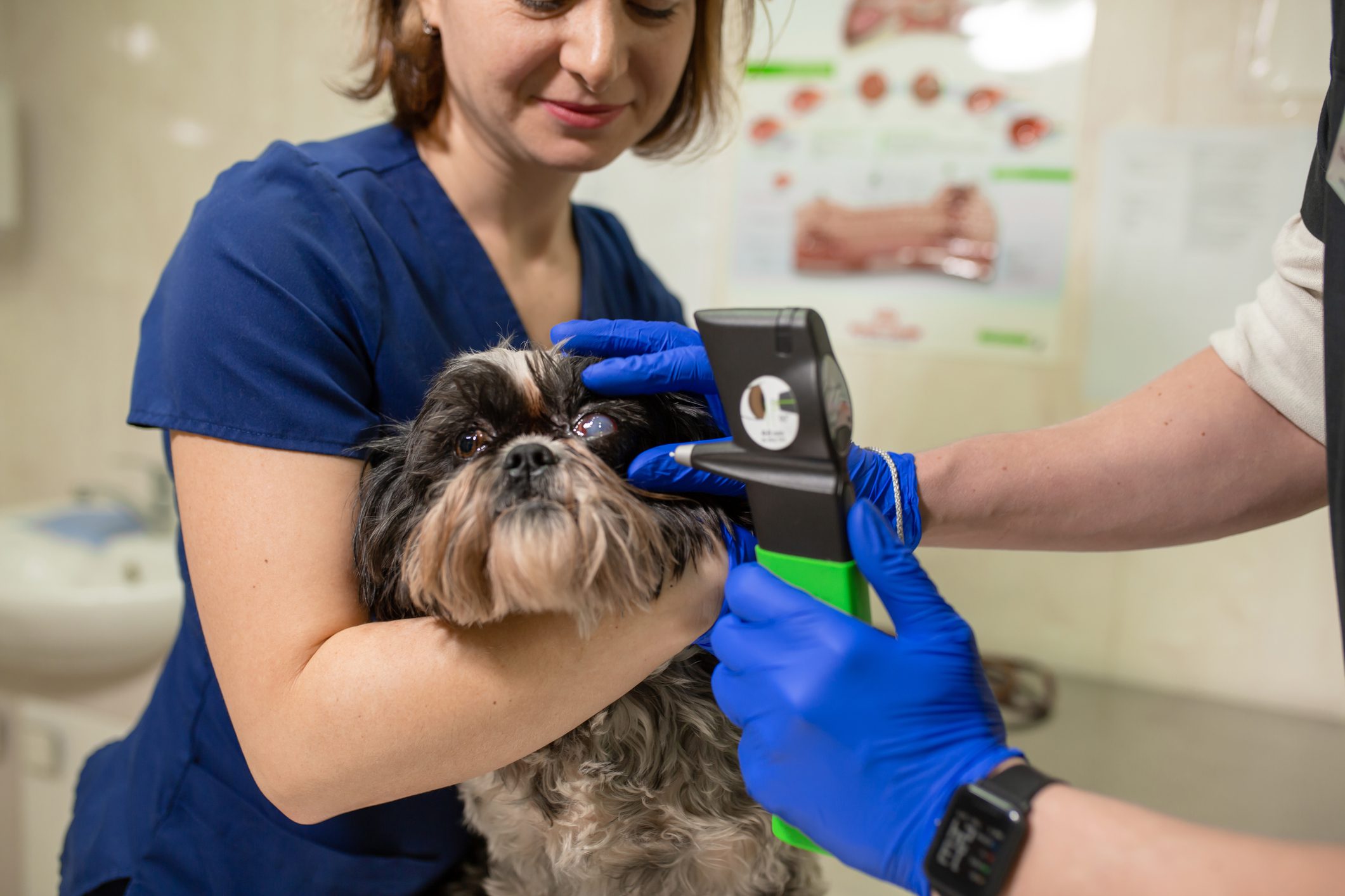 Examination Of A Dog